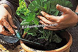 Grădinărit cu luna. Și geraniumuri mai frumoase - (până) Instalați plantele