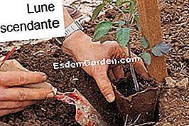 Jardinería con la luna. Siembra sus tomates y recoge sus propias semillas. - (jardinería) © D.R.
