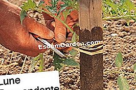 Jardinería con la luna. Siembra sus tomates y recoge sus propias semillas. - (jardinería) © D.R.