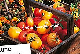 Jardinería con la luna. Siembra sus tomates y recoge sus propias semillas. - (jardinería) © D.R.