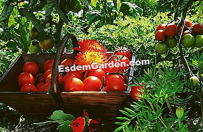 Jardinería con la luna. Siembra sus tomates y recoge sus propias semillas. - (jardinería) Jardinería con la luna. Siembra sus tomates y recoge sus propias semillas.