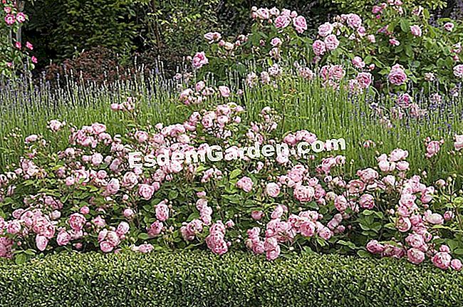 Kertészet a holddal. Ültessen egy rózsabokrot - holddal F.Marre - esdemgarden.com- Az érzékek kertje