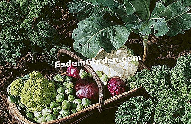Semina e pianta le verdure in fiore - (semina) Coltivare le verdure in fiore con la luna