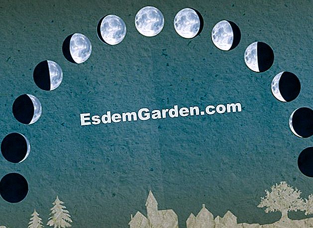 Mula berkebun dengan bulan - (berkebun) Taman dengan bulan - EsdemGarden