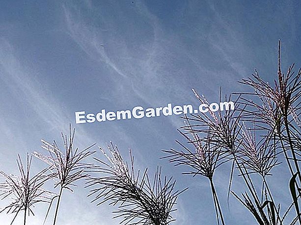 Hoja de especies: miscanthus giganteus, una hierba gigante - (Miscanthus) Las orejas de Miscanthus giganteus