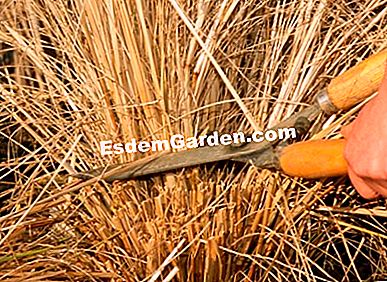 Saiz rumput - (rumput) Saiz rumput, pennisetum, pada akhir musim sejuk