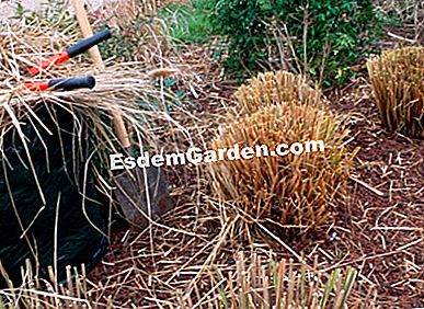 Saiz rumput - (yang) Saiz rumput, pennisetum, pada akhir musim sejuk