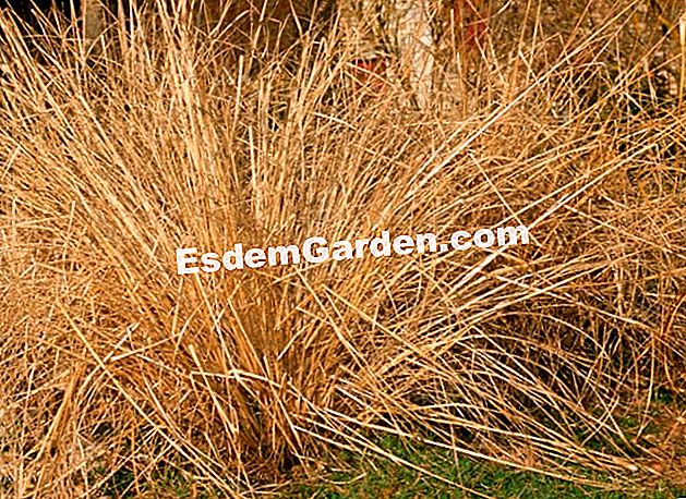 Saiz rumput - (rumput) Pennisetum pada penghujung musim sejuk