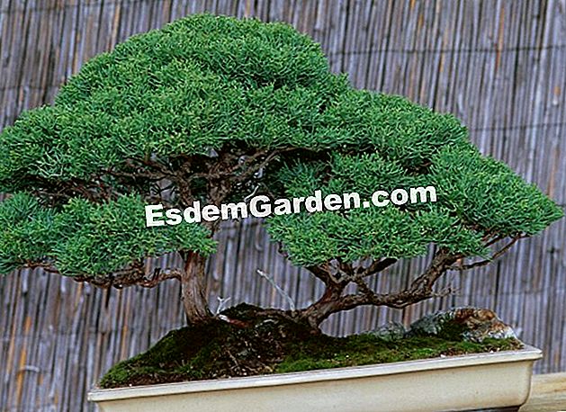 Bonsai, prevenire la sete - (bonsai) Ginepro dei bonsai