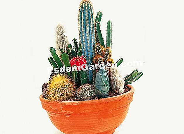Cactus e succulenti minijardin - (piante) Mini giardino di cactus in una pentola