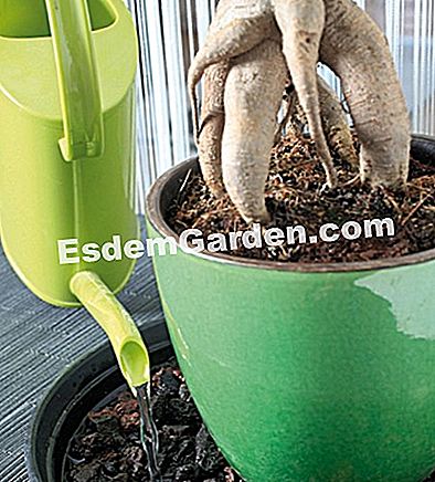 겨울에 실내 분재 치료 - 습도없이 필요합니다 물을주는 ficus microcarpa 인삼 분재