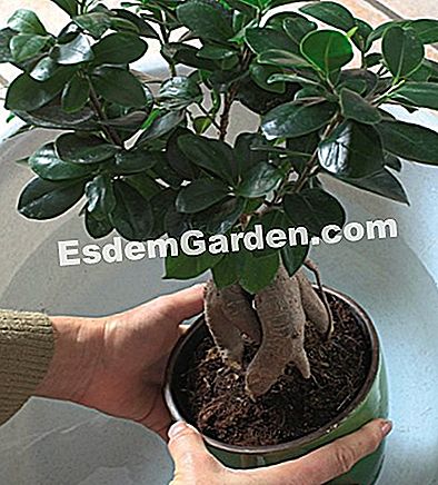 겨울에 실내 분재 치료 - 습도없이 입욕 분재 (ficus microcarpa ginseng)