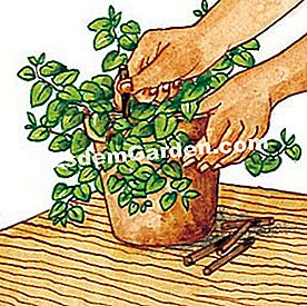 Penjagaan musim panas penjagaan rumah - (musim) tongkat bungkusan ilustrasi