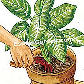 Penjagaan musim panas penjagaan rumah - (anda) Memajukan permukaan periuk
