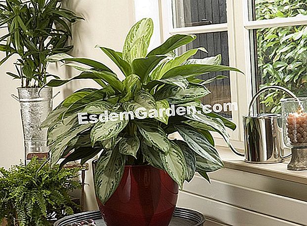 Penjagaan musim panas penjagaan rumah - (anda) Aglaonema, paku paku Boston dan rhapis