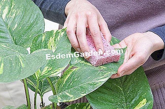 깨끗한 실내 식물 - 청소하십시오 aglaonema의 잎을 청소.