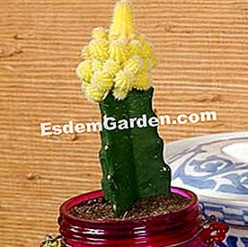 새로운 선인장 만들기 - monacantha Chamaecereus silvestrii 아우 레아