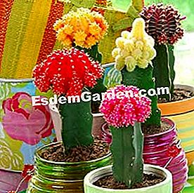 새로운 선인장 만들기 - 선인장은 Gymnocalicium mihanovichii rosea, red, orange, nigra 및 Chamaecereus silvestrii aurea.