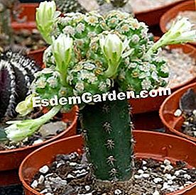 새로운 선인장 만들기 - monacantha 맘 밀라 리아의 이식 된 선인장