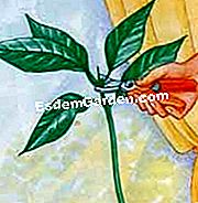 변호사를 잘라 - 마십시오 주요 줄기의 크기