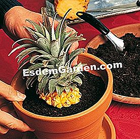 Taglio originale, un ananas come pianta d'appartamento - (pianta) Ananas in vaso