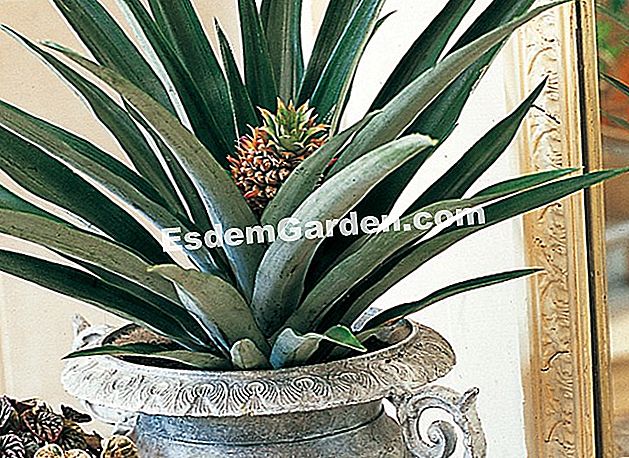 Taglio originale, un ananas come pianta d'appartamento - (originale) Ananas in vaso
