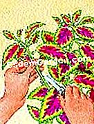 Coleus durdurmak - coleus Coleus kesimlerinin çıkarılması