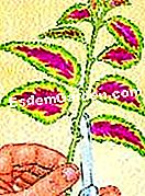 Coleus durdurmak - yaprakları Coleusun kesimlerinin hazırlanması: Yaprakların büyüklüğü