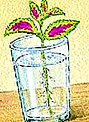 Coleus durdurmak - yaprakları Bir bardak su içinde coleus kesimi