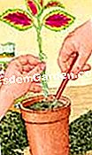 Coleus durdurmak - bitki Coleus kesimlerini tencereye nakletmek