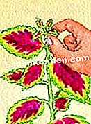 Coleus durdurmak - bitki Bir coleus gövdesinin sonunun sıkışması