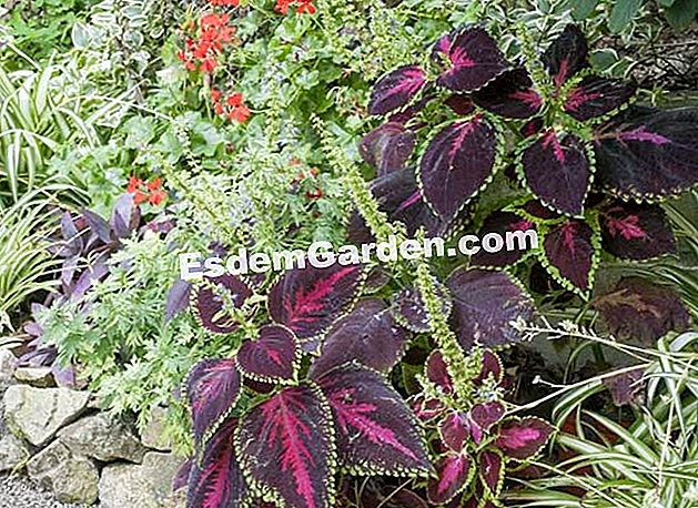 Coleus durdurmak - yaprakları Coleus 'Çikolata Kaplı Vişne'