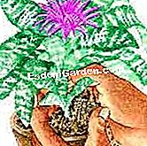Bahagikan dan potong aechmea - (yang) Ilustrasi Aechmea fasciata