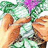 Bahagikan dan potong aechmea - (dengan) Pemisahan keratan dari Aechmea fasciata dengan rasuah