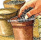 Bahagikan dan potong aechmea - (dengan) Mengisi periuk dengan substrat khas