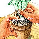 Bahagikan dan potong aechmea - (akar) Menanam pemotongan Aechmea fasciata dalam periuk