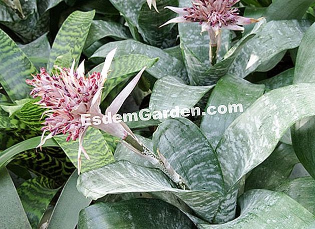 Bahagikan dan potong aechmea - (akar) Aechmea fasciata