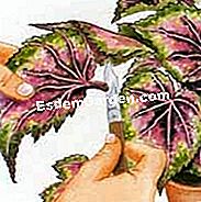 Tagliare la begonia rex - (tagliare) Recupero di una foglia di begonia rex