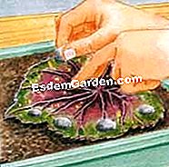 Tagliare la begonia rex - (innesto) Posizionare una foglia di begonia sul substrato