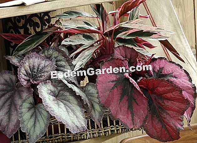 Tagliare la begonia rex - (foglie) Begonia rex e Calathea