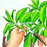 Stop Nepenthes - (talee) Dimensione di un gambo di nepenthes