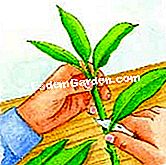 Stop Nepenthes - (stop) Preparazione del taglio: dimensione della foglia