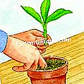 Stop Nepenthes - (pianta) Piantare una talee di Nepenthes in una pentola