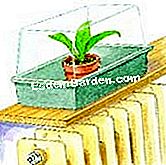 Stop Nepenthes - (talee) Purea di taglio: Mini serra su un radiatore