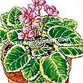 Potong saintpaulia - (dengan) (Ilustrasi) Saintpaulia mekar