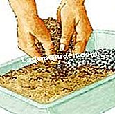 Potong saintpaulia - (dengan) Penyediaan substrat untuk memotong saintpaulia (Ilustrasi)