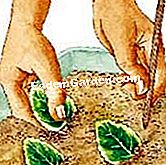 Potong saintpaulia - (saintpaulia) Keratan daun Saintpaulia (Ilustrasi)
