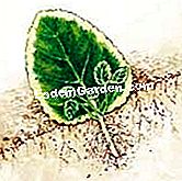 Potong saintpaulia - (potong) Mengambil sepotong saintpaulia (Ilustrasi)