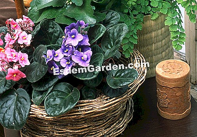 Potong saintpaulia - (dengan) Violets Afrika