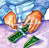 산세 비에르 중지 - 비에르는 중에서도 sansevière의 잎을 스트레칭